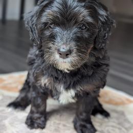 Yellow - Tri-color female Bernedoodle puppy in Connecticut from Valley View Doodles