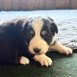 Girl 1 - Black tri-color female Australian Shepherd puppy in Saratoga Springs, New York from Rock Springs Australian Shepherds
