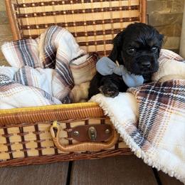 Palmer - Black and tan male Cocker Spaniel puppy in Indiana from muddy boots cocker spaniels and cockapoos