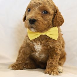 Poodle Puppies from Pugsley Poodles