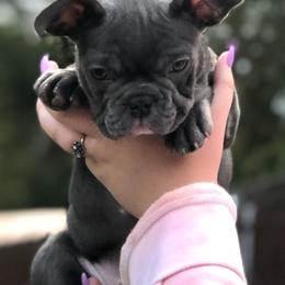 French Bulldog Puppies from Ponderosa Frenchies