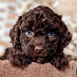 Carol - Chocolate female Australian Labradoodle puppy in Decatur, Alabama from Southern Meadows Doodles