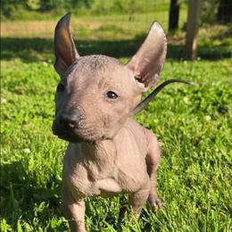 Boy 2 - Black male Xoloitzcuintli puppy in Ethridge, Tennessee from Royalty Reigns Xolos