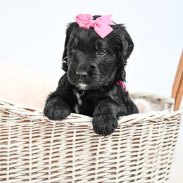 Hot Pink - Black female Goldendoodle puppy in Platteville, Wisconsin from Beck Kennel