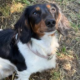 Dee Dee - Dachshund