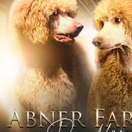 Poodles from Abner Farm’s Poodles