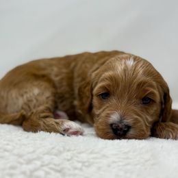 Sheldon - Red  male Goldendoodle puppy in Fleming, Colorado from Vandenbark Doodles