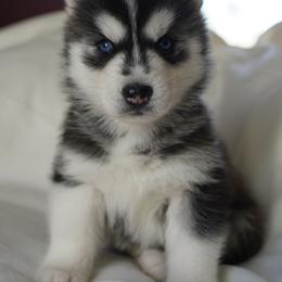 Soren - Black and white male Siberian Husky puppy in Wiscasset, Maine from Running with Huskies