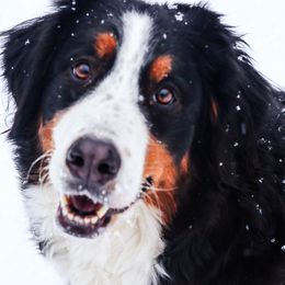 Hazel - Bernese Mountain Dog
