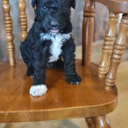 Aussiedoodle and Poodle Puppies from J&RAussiedoodles