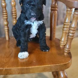 Aussiedoodle and Poodle Puppies from J&RAussiedoodles