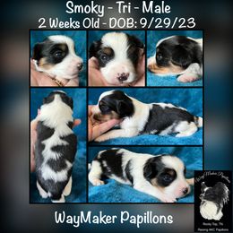 Papillon Puppies from WayMaker Papillons