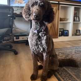 Phoebe - Goldendoodle