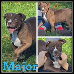 Major - Red and white male Olde English Bulldogge puppy in Merrill, Michigan from Haase Family Kennels