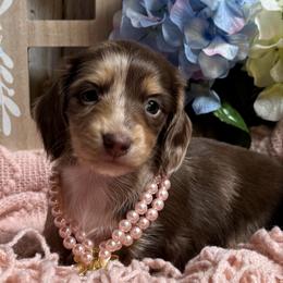 Harriet - Dapple female Dachshund puppy in Fayetteville, West Virginia from Loop Creek Dachshunds