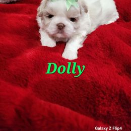 Girl 1 - Gold and white Shih Tzu puppy in Florida from 1st Passion Shih Tzus