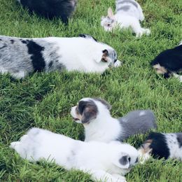 American Corgi and Pembroke Welsh Corgi Puppies from Elk Ridge Corgis
