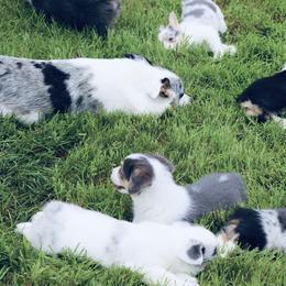 American Corgi and Pembroke Welsh Corgi Puppies from Elk Ridge Corgis