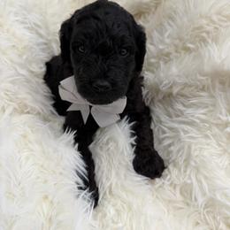 Darius - Phantom male Goldendoodle puppy in Spokane, Washington from Goldendoodles on the Prairie