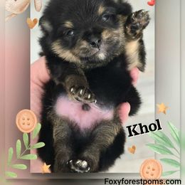 Khol - Black and tan male Pomeranian puppy in Eatonville, Washington from Foxy Forest Poms