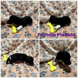 Purple girl - Piebald female Dachshund puppy in Georgia from Wolf Rivers Kennels