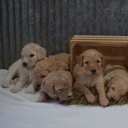 Goldendoodle and Golden Retriever Puppies from Magical Goldens
