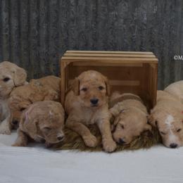 Goldendoodle and Golden Retriever Puppies from Magical Goldens
