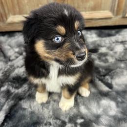 Boy 1: Dallas - Black tri-color male Australian Shepherd puppy in Volant, Pennsylvania from Addie's Aussies