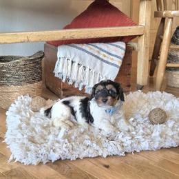 F1B Meet Cider :) - Tri-color male Cavapoo puppy in Centerville, Iowa from Barnyard Dachshunds, Dals & Doodles