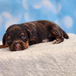 Emmett - Brown and tan male Cockapoo puppy in Louisburg, North Carolina from Raven Oak's Mini Cockapoos