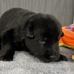 Girl 3 yellow - Black female German Shepherd puppy in Sharon Grove, Kentucky from Julie’s Shepherds