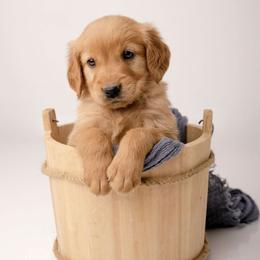 Milo - Dark golden male Golden Retriever puppy in Buhl, Idaho from Atkinson's Goldens