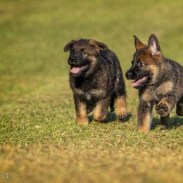 German Shepherd Puppies from Sommerfeld German Shepherds
