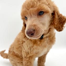 Karma - Apricot female Poodle puppy in Otto, North Carolina from Wild Suns Farm