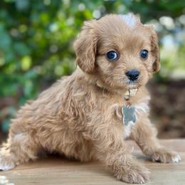 Mozzarella - Red female Cavapoo puppy in Palm Beach County, Florida from Benji’s Cockapoos