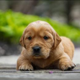 Neo - Dark golden male Golden Retriever puppy in Saint Joe, Indiana from Golden Acres Farm