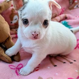 Griffin - Chocolate and white male Chihuahua puppy in Leominster, Massachusetts from House of Lil  Paw