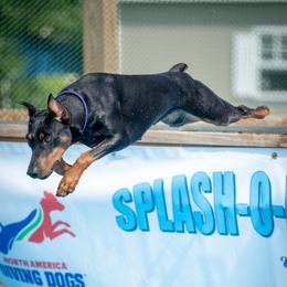 Kazi - German Pinscher