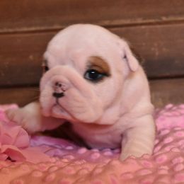 English Bulldog Puppies from Raise The Woof Bulldogs