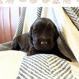 Toast - Chocolate male Labradoodle puppy in Lubbock, Texas from Lucky Labradoodles