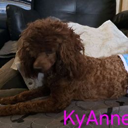 Ky - Poodle