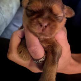 Hickory - Red male Shih Tzu puppy in Green Valley Lake, California from All American Shih Tzu Puppies