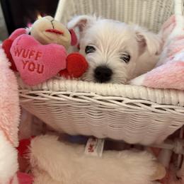 West Highland White Terrier Puppies from Highland Skye