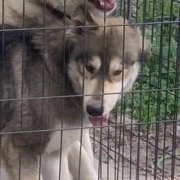 Sunshine - Siberian Husky