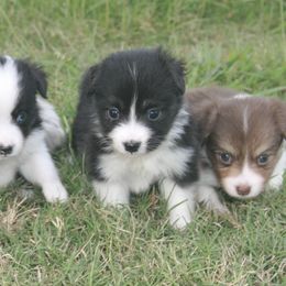 Snow White - Black tri female Toy Australian Shepherd puppy in Bogata, Texas from Maple Creek Run