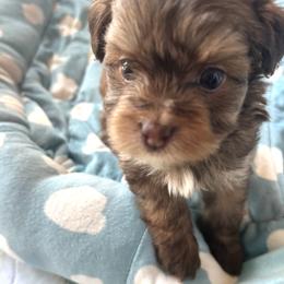 Handsome - Chocolate male Havanese puppy in Arizona from HavaDoggie