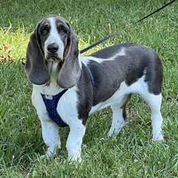 Millie - Basset Hound