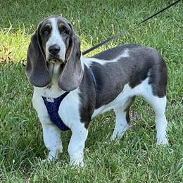 Millie - Basset Hound