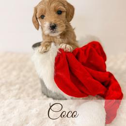 Coco - Cream female Goldendoodle puppy in Melba, Idaho from KZ Doodles