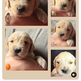 2nd pick of the boys - Light golden male Golden Retriever puppy in Fisher, Illinois from Aslan's Pride of Fidei Family Farms